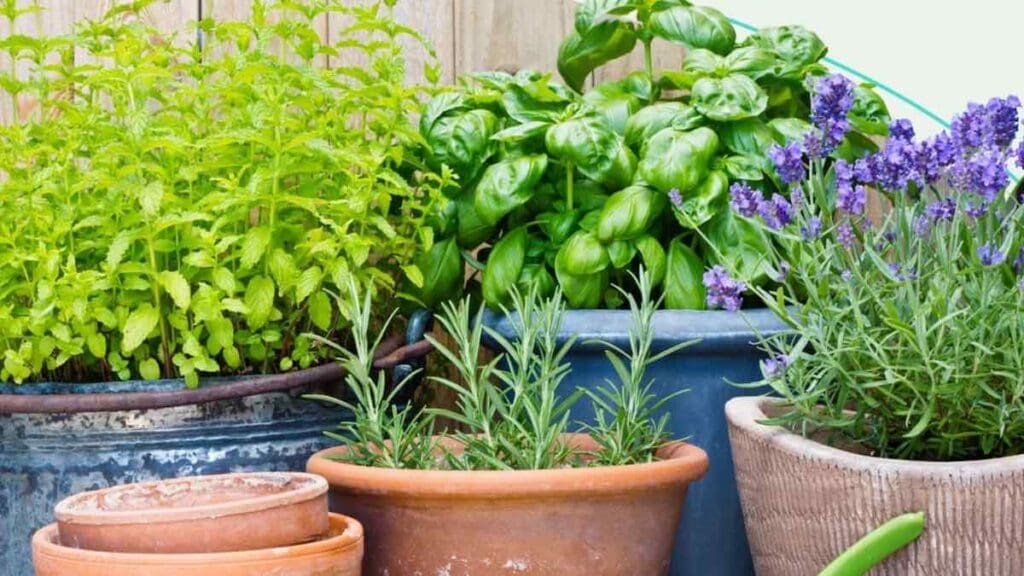 piante giardino contro le zanzare